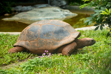 turtle on grass