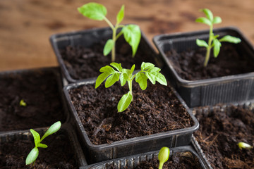 In early spring tomato plants planting in the pots in the room. Preparations for the garden season.