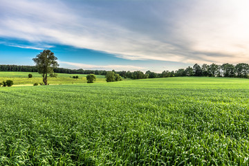 Fototapeta na wymiar Cereal green field landscape, rural field in the summer