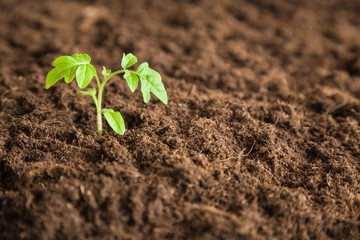 Tomato plant evolve in the ground. Early spring preparations for the garden season.