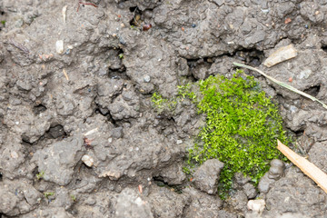 Green moss on damp earth