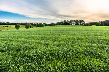 Cereal green field landscape, rural field in the summer