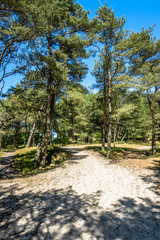 Fototapeta na wymiar Entrance to the beach, landscape with pine forest in the summer vacation, travel concept
