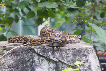 Python lies on stone