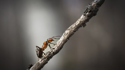 Forest ant closeup