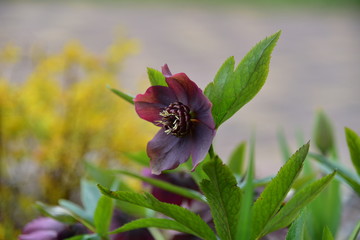 Ciemiernik - kwiat zimowy