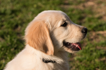 cucciolo di Golden Retriever