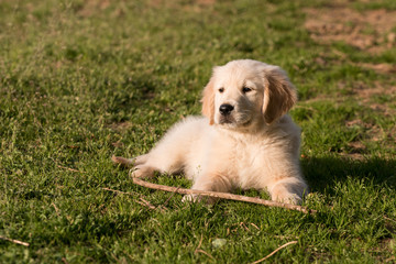 cucciolo di Golden Retriever