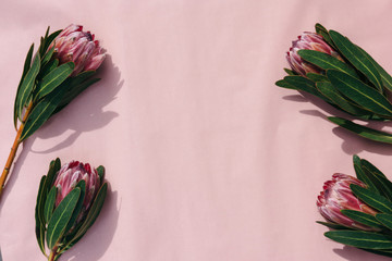 Floral frame with protea flowers on pink background. Top view