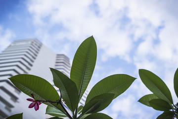 Frangipani tropical flowers, Plumeria leaves with blurry building background.