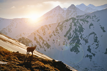 Mountain goat at the sunset in the Tatra mountain. - obrazy, fototapety, plakaty
