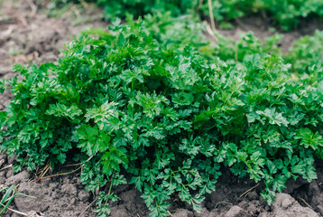 Fresh parsley in the garden