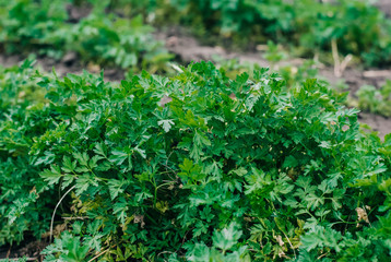 Parsley in the garden