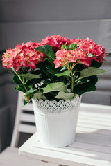 Beautiful red hydrangea flowers in white pot. Outdoor.