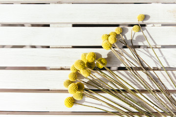 Billy buttons on white wooden background. Close up. Selective focus. Top view