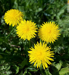 Loewenzahn; Taraxacum; officinale