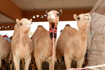 Poster de jardin Chameau Close up of camels at the camel market, Al Ain, United Arab Emirates.