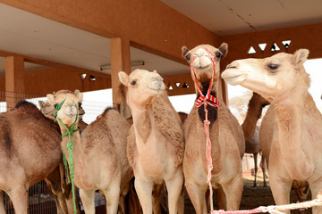 Close up of camels at the camel market, Al Ain, United Arab Emirates.