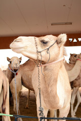 Close up of camels at the camel market, Al Ain, United Arab Emirates.