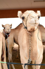 Close up of camels at the camel market, Al Ain, United Arab Emirates.