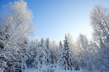 nature landscape winter forest frosted
