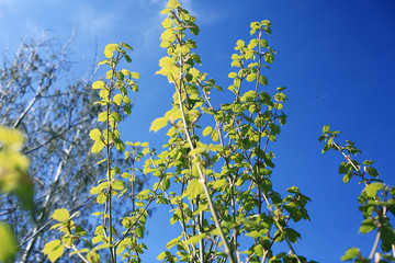 young green leaves spring background