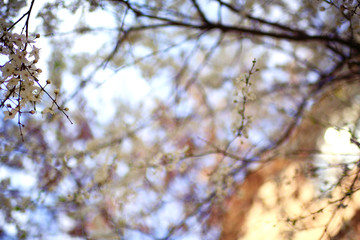 blooming cherry flowers branch