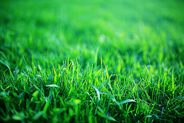 Background texture of fresh spring green grass