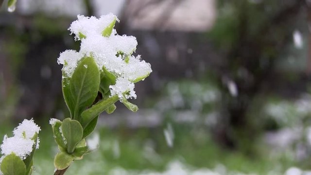  Snow Falls On Green Fresh Leaves On The Tree. Anomalous Weather In The Spring. Global Warming