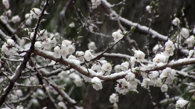 Flowering Apricots Covered With Snow On The Snowfall Background. Anomalous Weather In The Spring