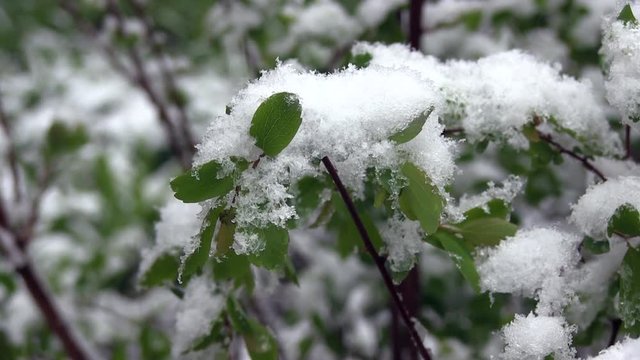 Anomalous Weather. Snow Lies On Green Leaves Late Spring