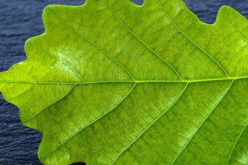 Fresh green leaf texture, leaf macro background