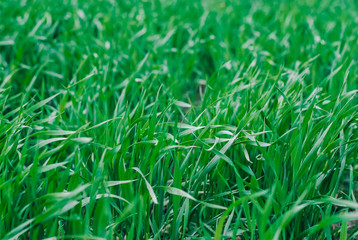 Fototapeta premium fresh green wheat field during summer day.