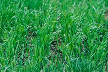 Agriculture young wheat
