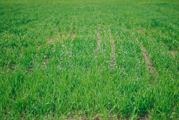 Wheat in the field