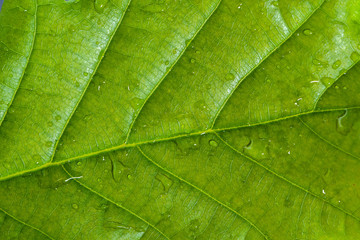 Obraz premium Fresh green leaf texture, leaf macro background