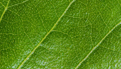 Fresh green leaf texture, leaf macro background