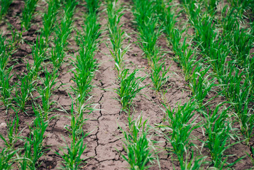 Young wheat in the field