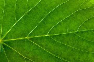 Fresh green leaf texture, leaf macro background