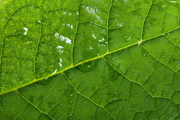 Fresh green leaf texture, leaf macro background