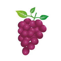 colorful silhouette of bunch of grapes vector illustration