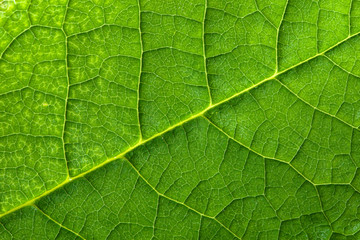Fresh green leaf texture, leaf macro background