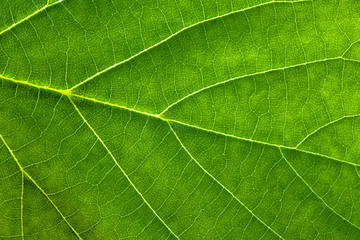 Fresh green leaf texture, leaf macro background - obrazy, fototapety, plakaty