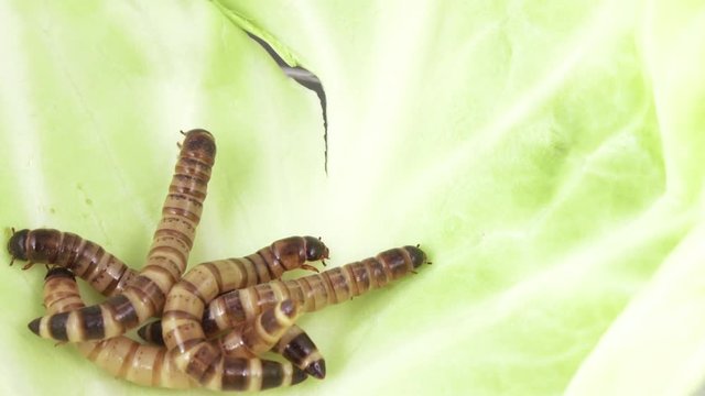 Zofobas larvae on cabbage