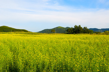 The rape flowers scenery.