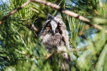 Asio otus. Joven Búho Chico oculto entre las ramas de un pino.
