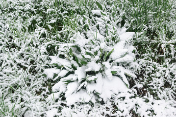 It is a flower of a plum to fresh snow.