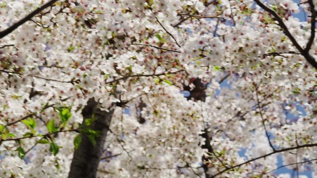 Cherry Blossom Trees in full Bloom 