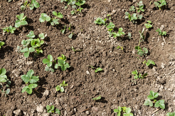 Chaotic planting of strawberry bushes