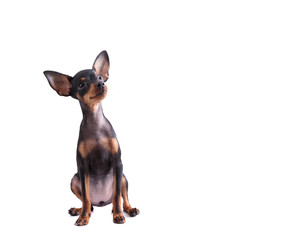 Miniature Pinscher isolated on white background.